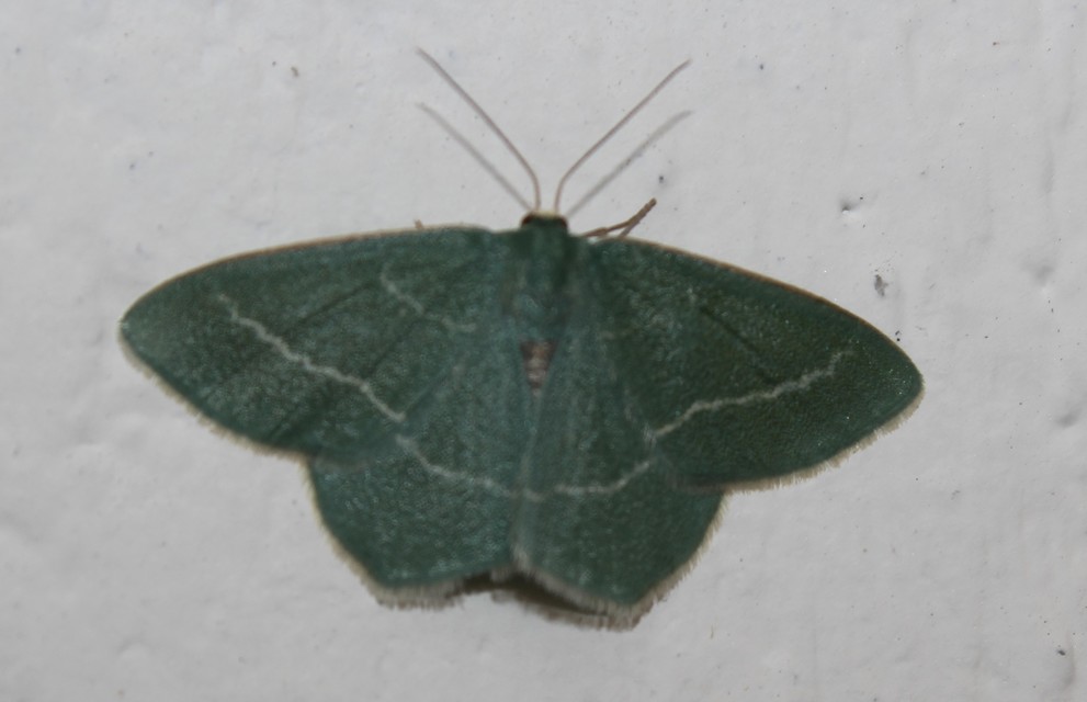 Chlorissa viridata/cloraria