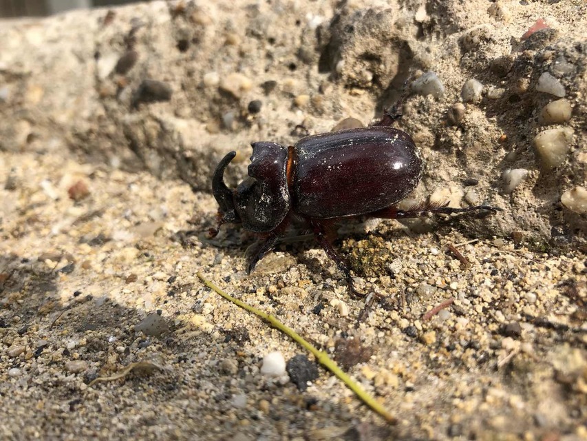 Oryctes nasicornis - orrszarvú bogár