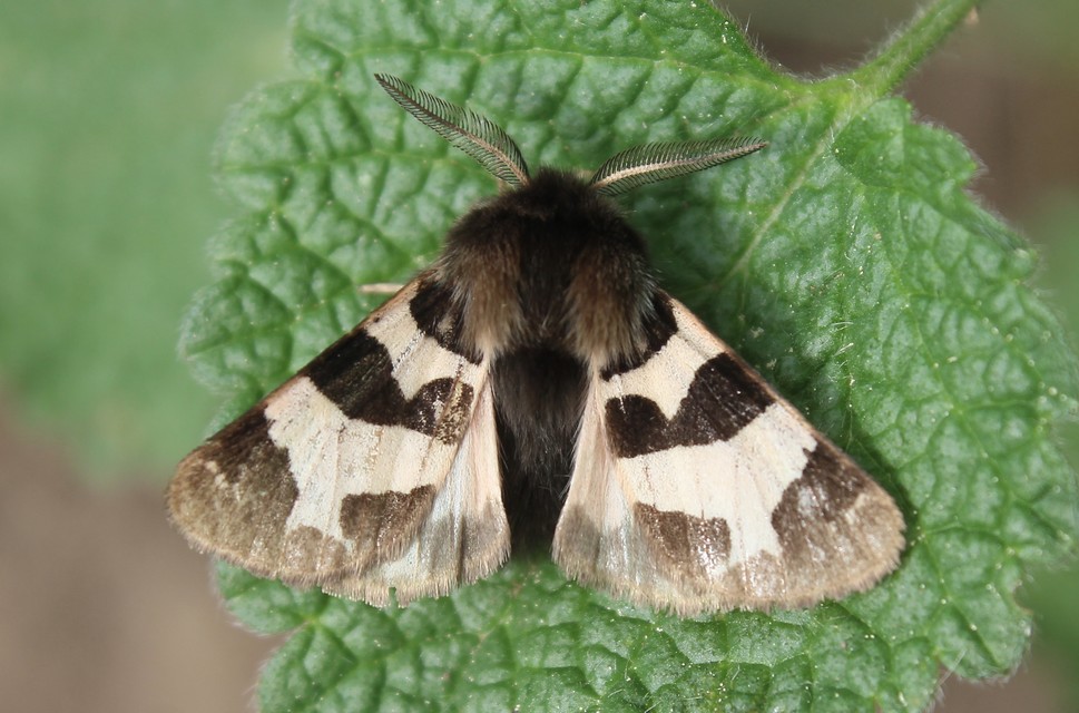 Watsonarctia deserta - tarka medvelepke