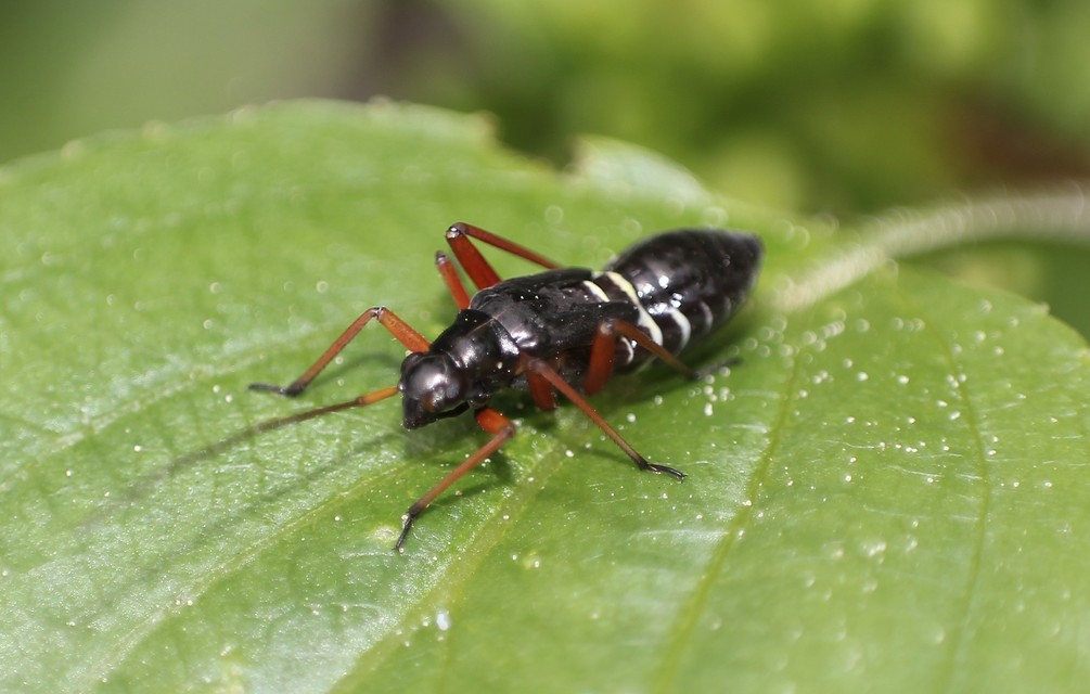 Miris striatus - sávos mezeipoloska