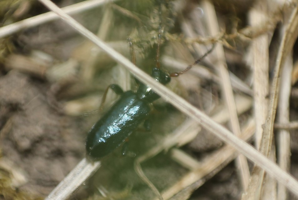 Phymatodes rufipes - kék háncscincér Phymatodes rufipes - kék háncscincér