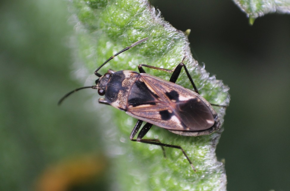 Rhyparochromus vulgaris - közönséges díszesbodobács