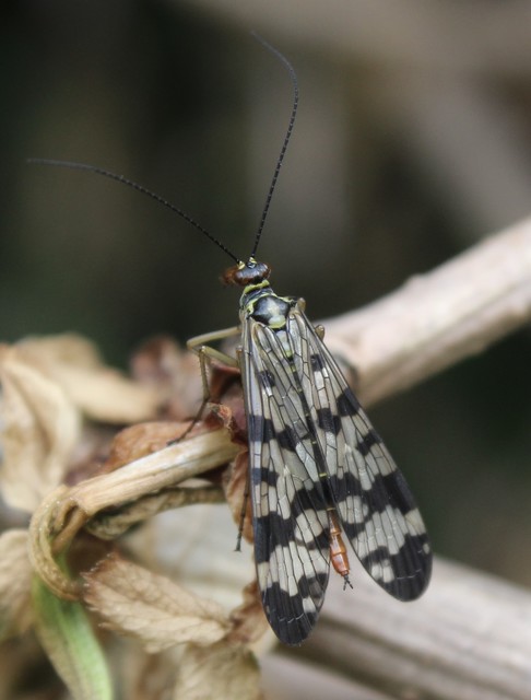 Panorpa vulgaris