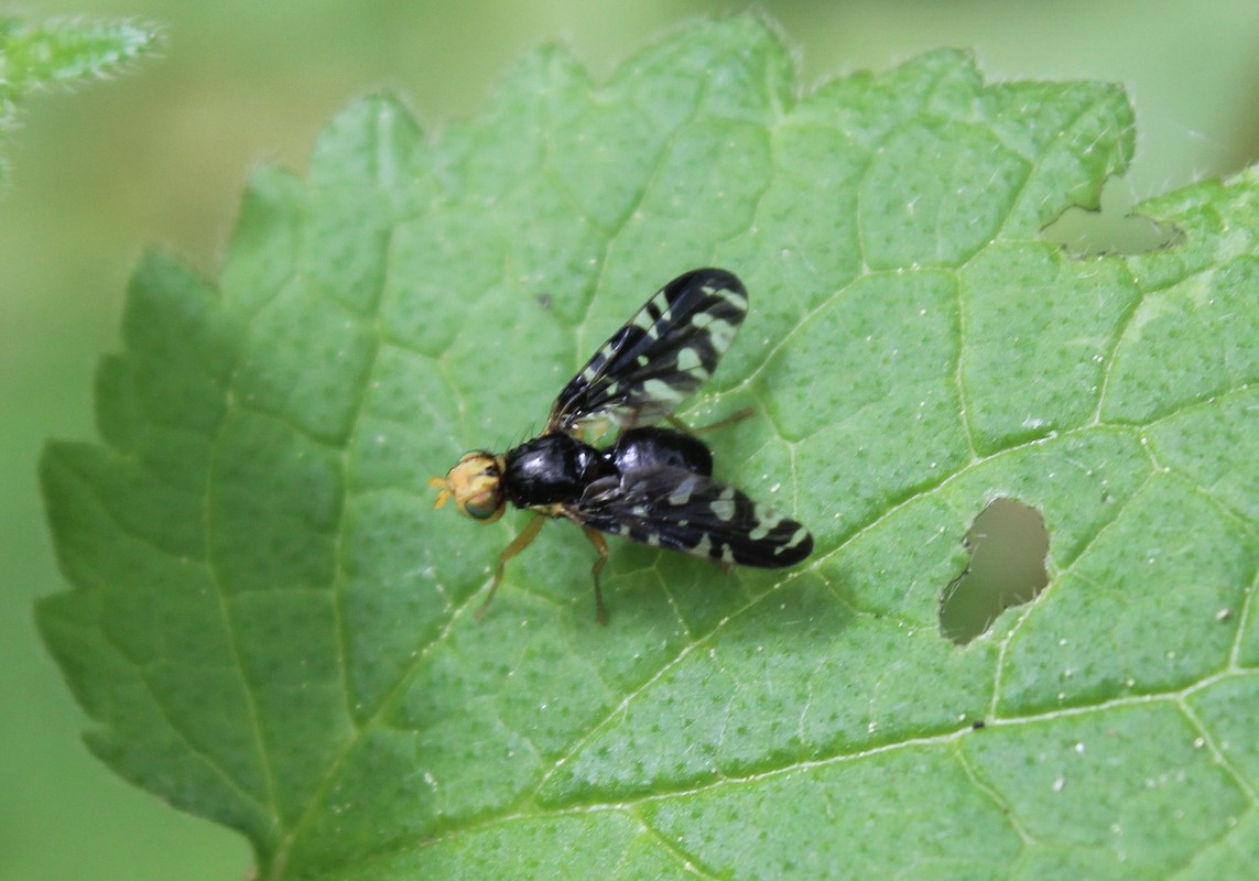 Platyparea discoidea