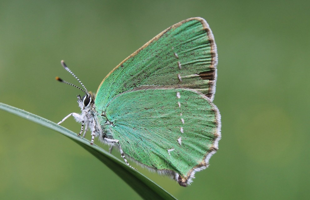 Callophrys rubi - zöldfonákú lepke