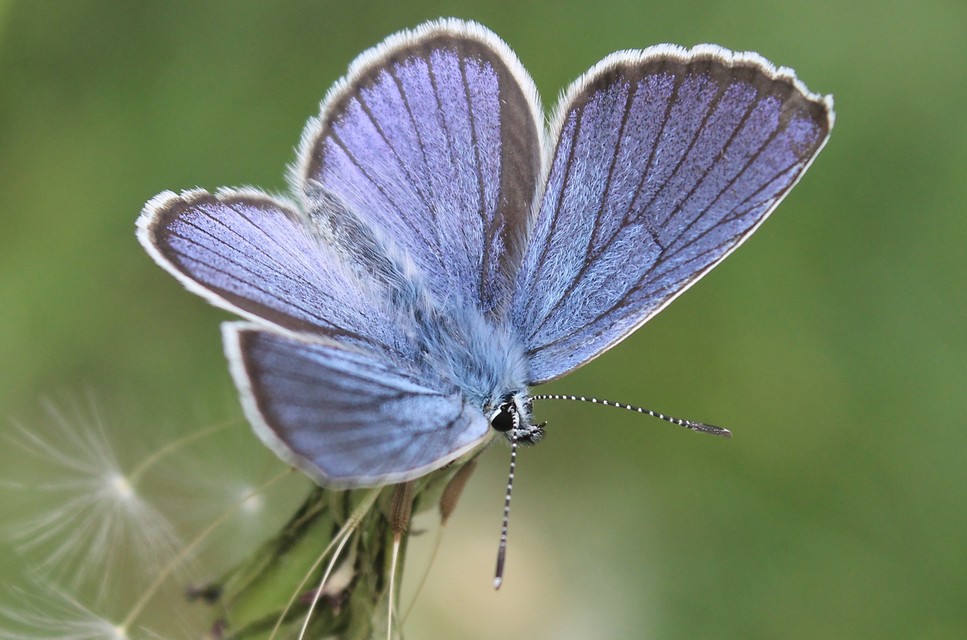 Cyaniris semiargus - aprószemes boglárka
