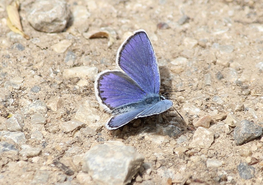 Plebejus argyrognomon - tintakék boglárka