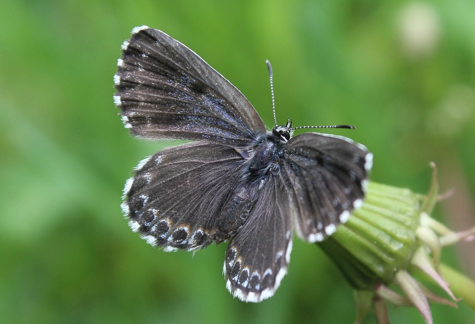 Scolitantides orion - szemes boglárka