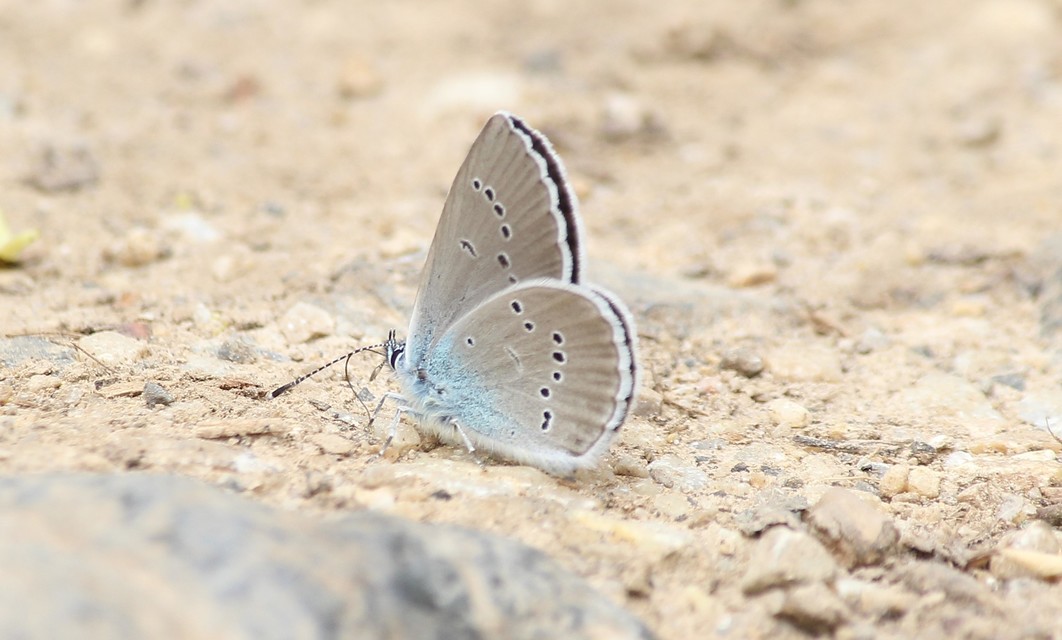 Cyaniris semiargus - aprószemes boglárka