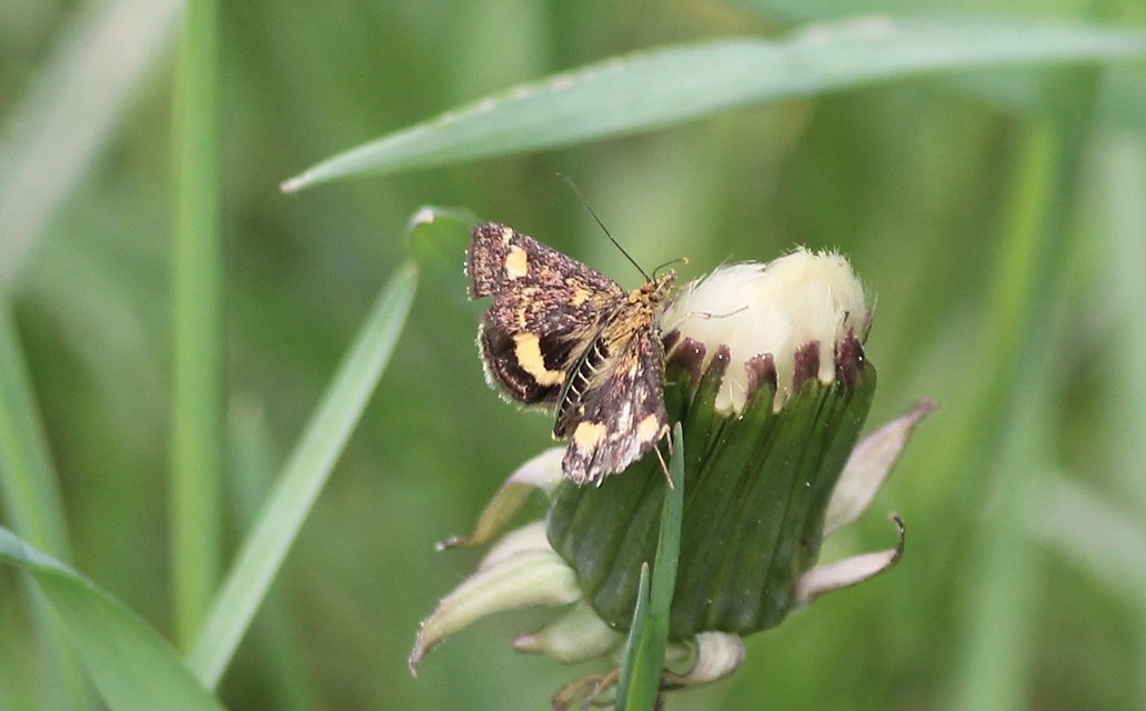 Pyrausta aurata - aranyló bíbormoly