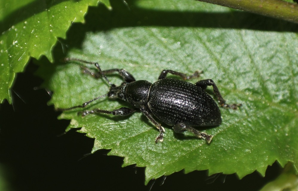 Otiorhynchus hungaricus - magyar gyalogormányos