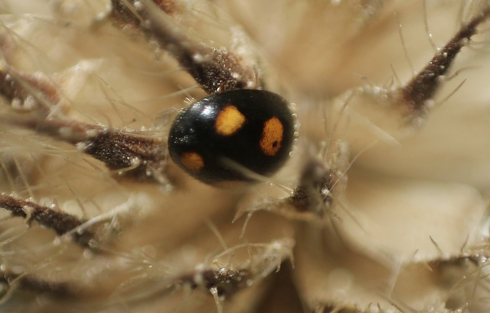 Platynaspis luteorubra - négypettyes szerecsenkata