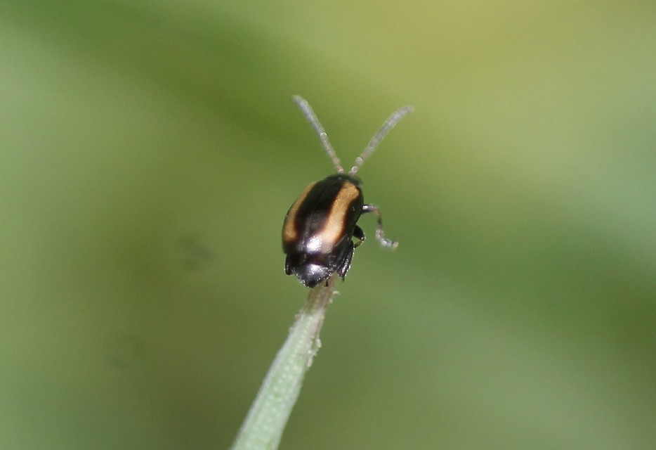 Phyllotreta