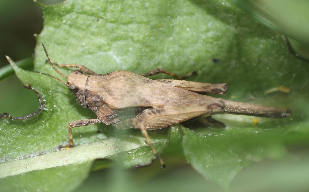 Tetrix subulata - közönséges tövishátúsáska