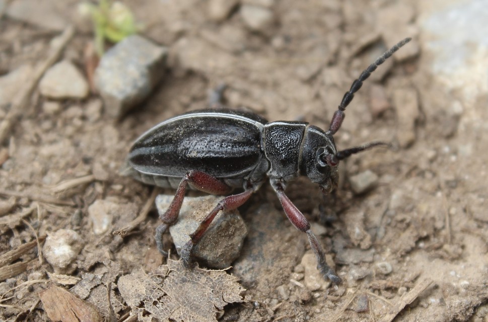 Dorcadion pedestre - kétsávos gyalogcincér