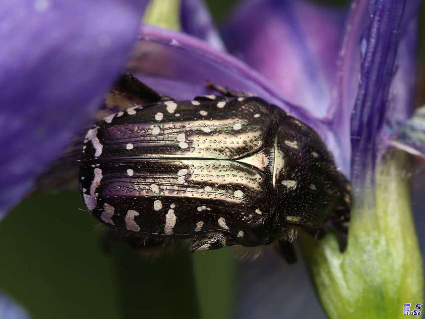 Oxythyrea funesta - sokpettyes virágbogár