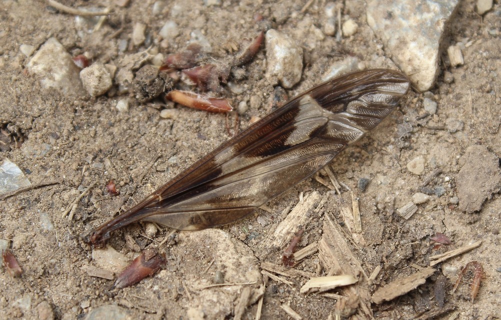 Tipula maxima - Óriáslószúnyog