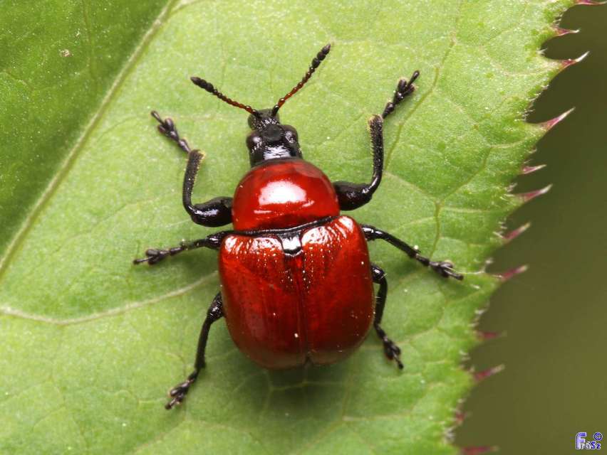Attelabus nitens - tölgy-levélsodró