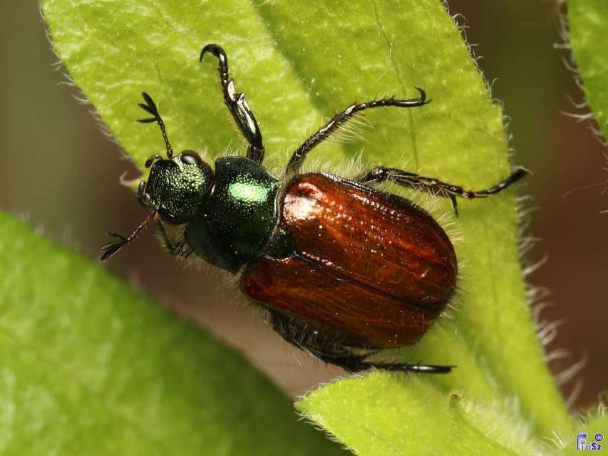 Phyllopertha horticola - kerti szipoly
