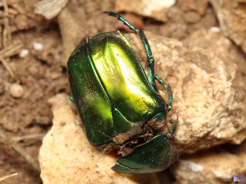 Protaetia affinis - smaragdzöld virágbogár
