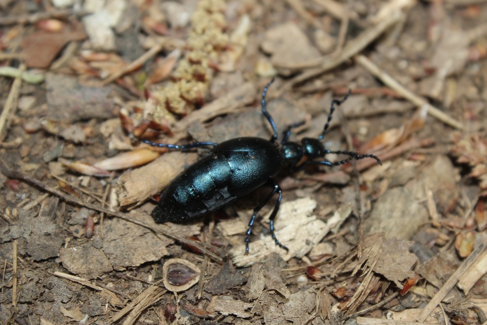 Meloe violaceus - kék nünüke