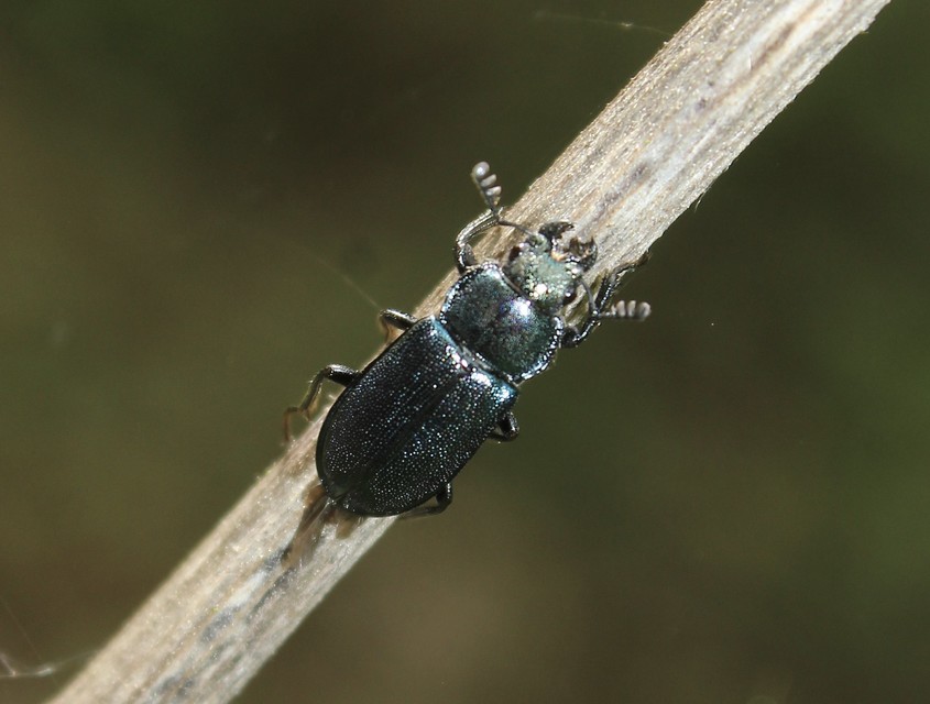 Platycerus caraboides - kis fémesszarvasbogár