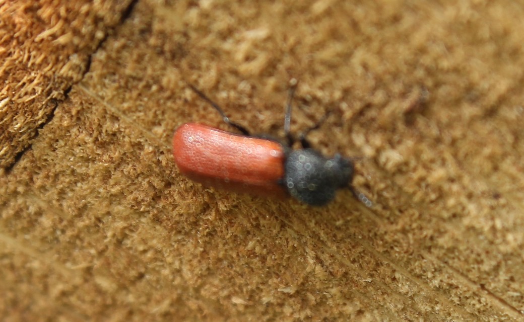 Bostrichus capucinus - piros csuklyásszú