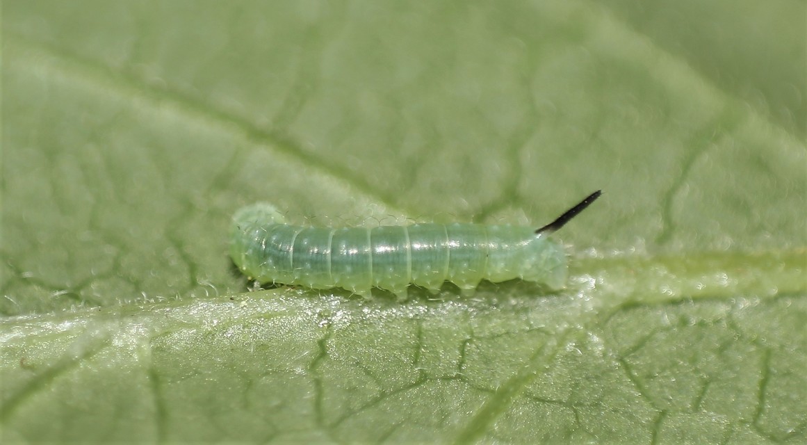 Hemaris fuciformis - dongószender