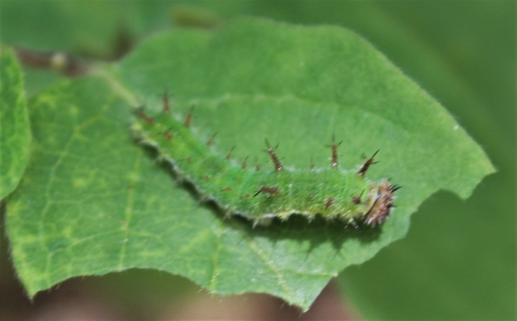 Limenitis camilla - kis lonclepke