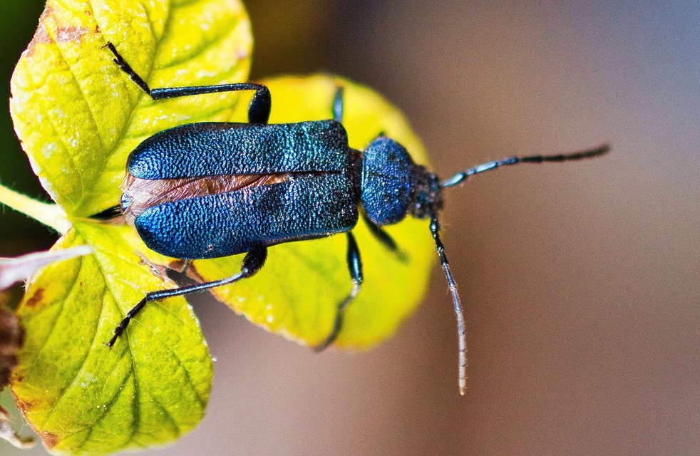 Callidium violaceum - kék korongcincér