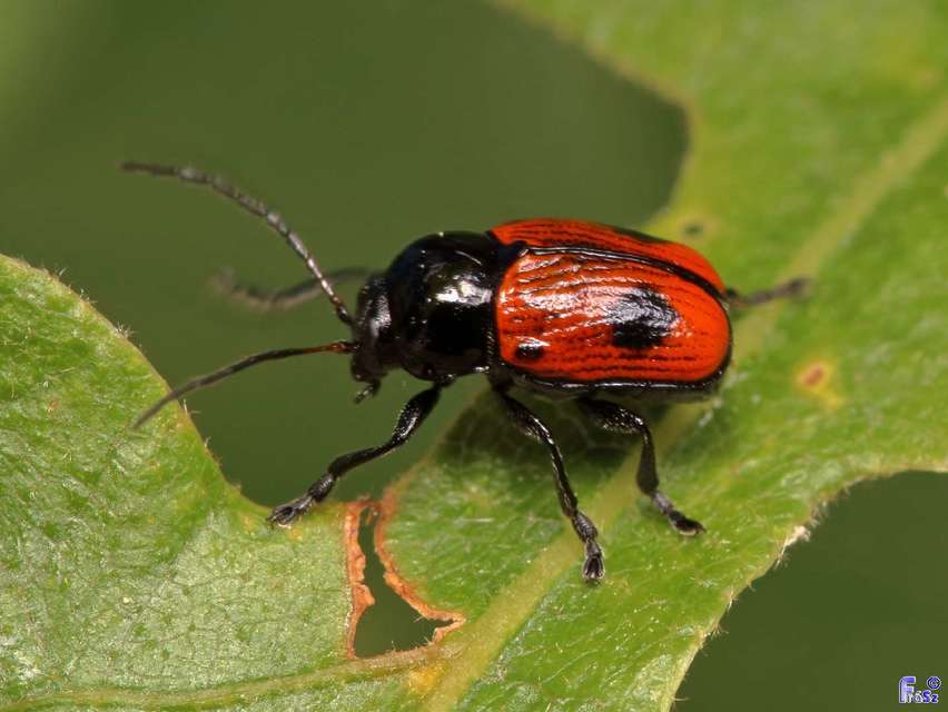 Cryptocephalus bipunctatus - kétpettyes zömökbogár
