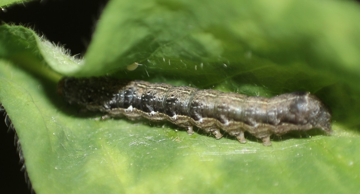 Anorthoa munda - tölgyes barkabagoly