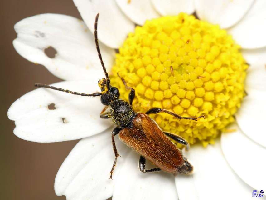 Pseudovadonia livida - barnás virágcincér