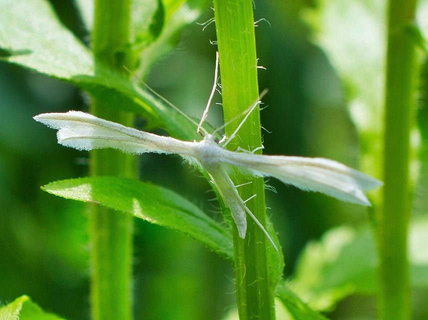 Pterophorus pentadactyla - fehér tollasmoly