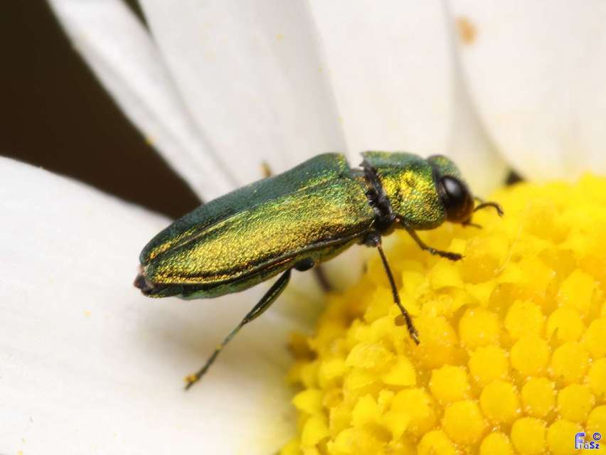 Anthaxia nitidula - ragyogó virágdíszbogár