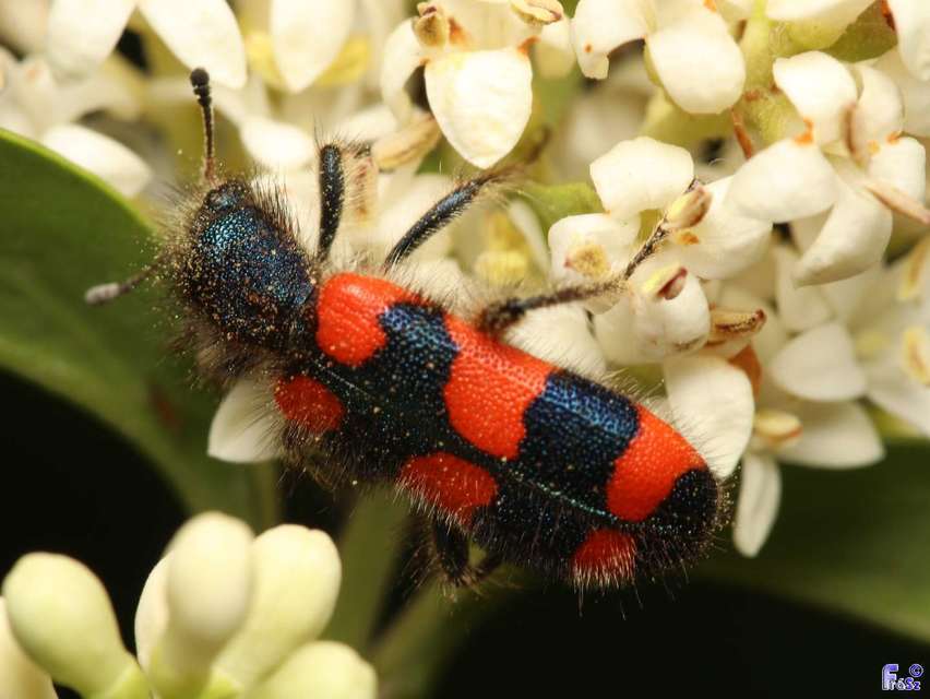 Trichodes favarius - hatfoltos méhészbogár