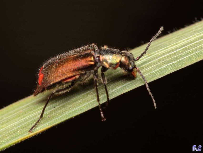 Malachius bipustulatus - kétfoltos bibircsesbogár
