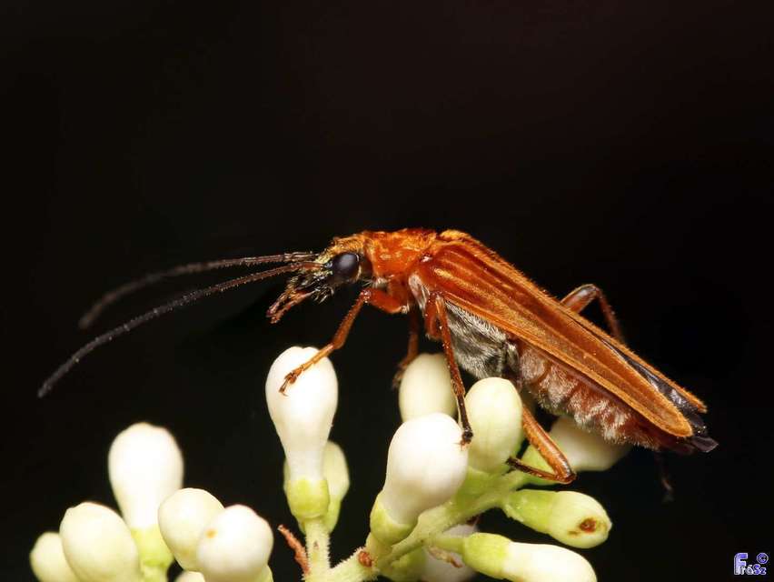 Oedemera podagrariae - székfű-álcincér