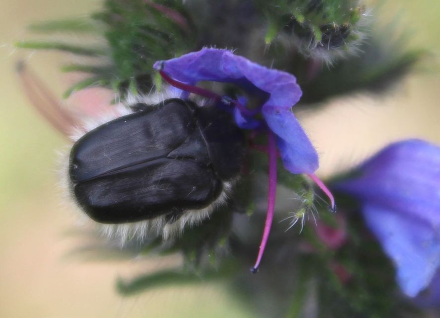 Tropinota hirta - bundás virágbogár