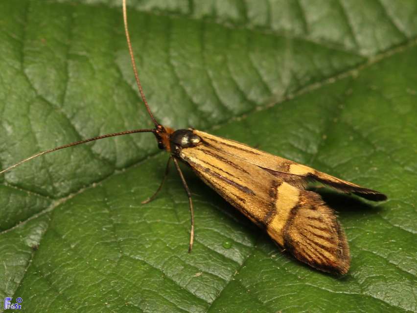 Nemophora degeerella - pompás tőrösmoly