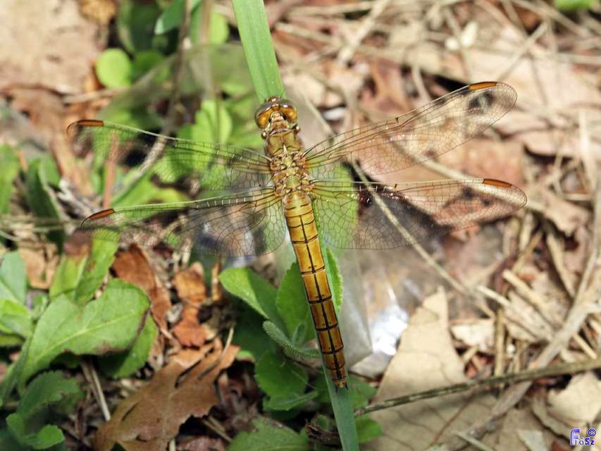 Orthetrum coerulescens - karcsú pásztorszitakötő