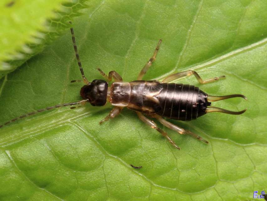 Forficula auricularia - közönséges fülbemászó