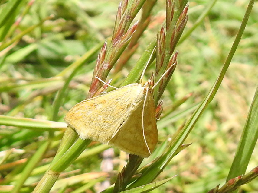 Sitochroa verticalis - világossárga dudvamoly