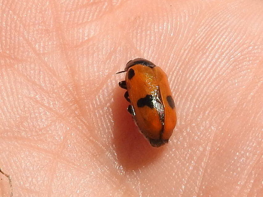 Clytra quadripunctata - négyfoltos zsákhordóbogár