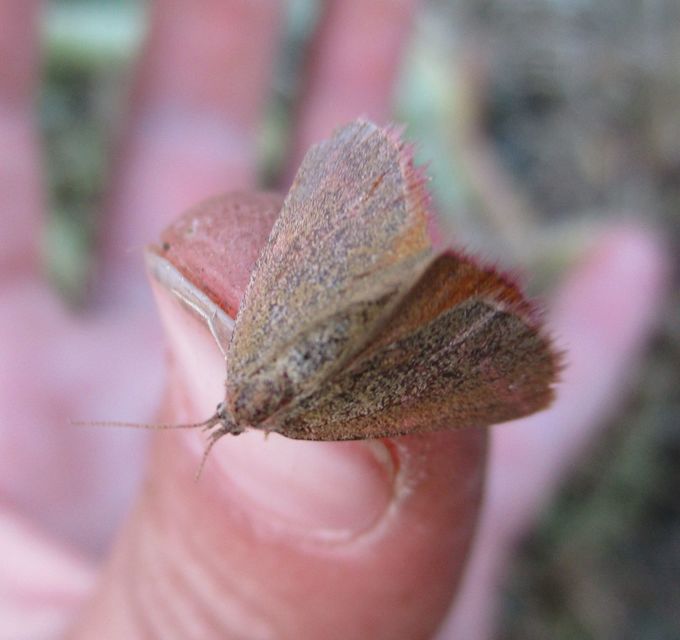 Lythria purpuraria - bíborsávos araszoló