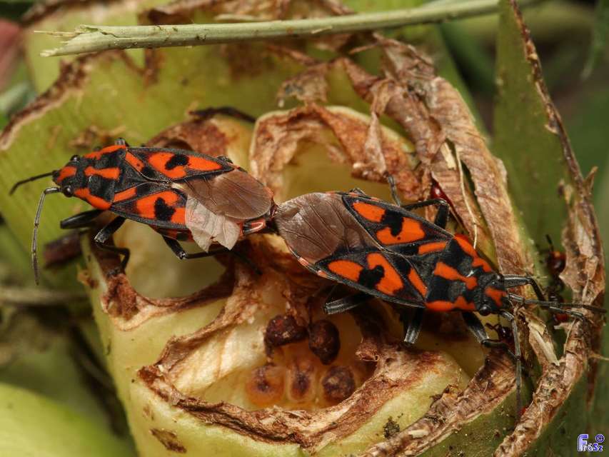 Spilostethus saxatilis - virágbodobács