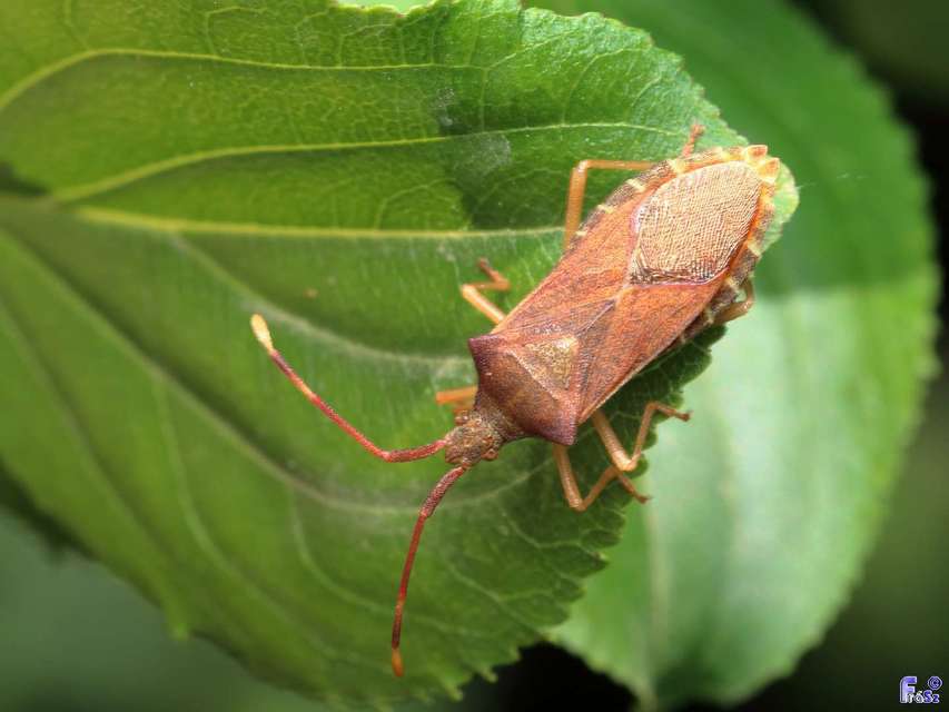 Gonocerus acuteangulatus - aranypetés karimáspoloska