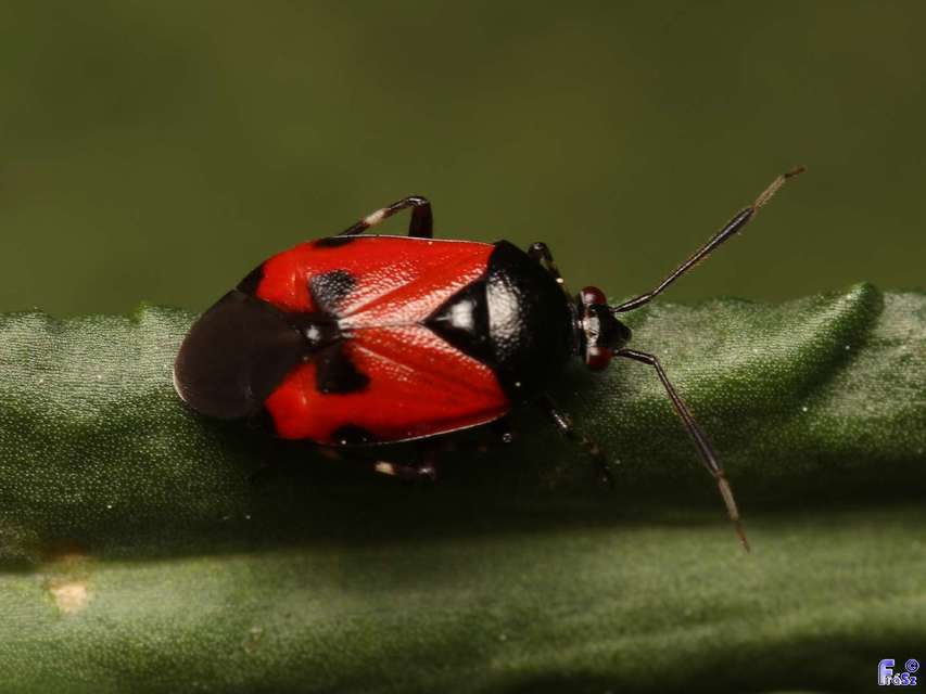Deraeocoris rutilus - cinóber mezeipoloska