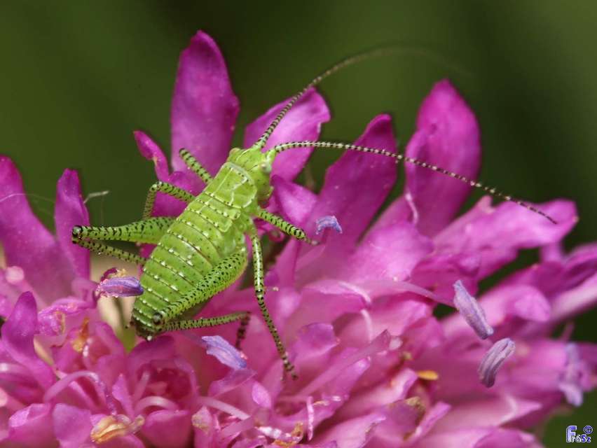 Leptophyes