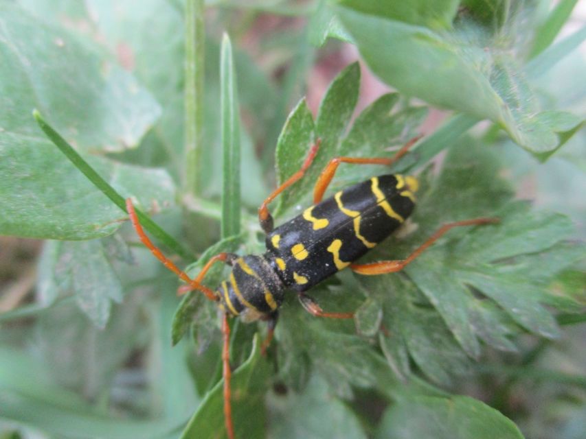 Plagionotus arcuatus - bársonyos darázscincér